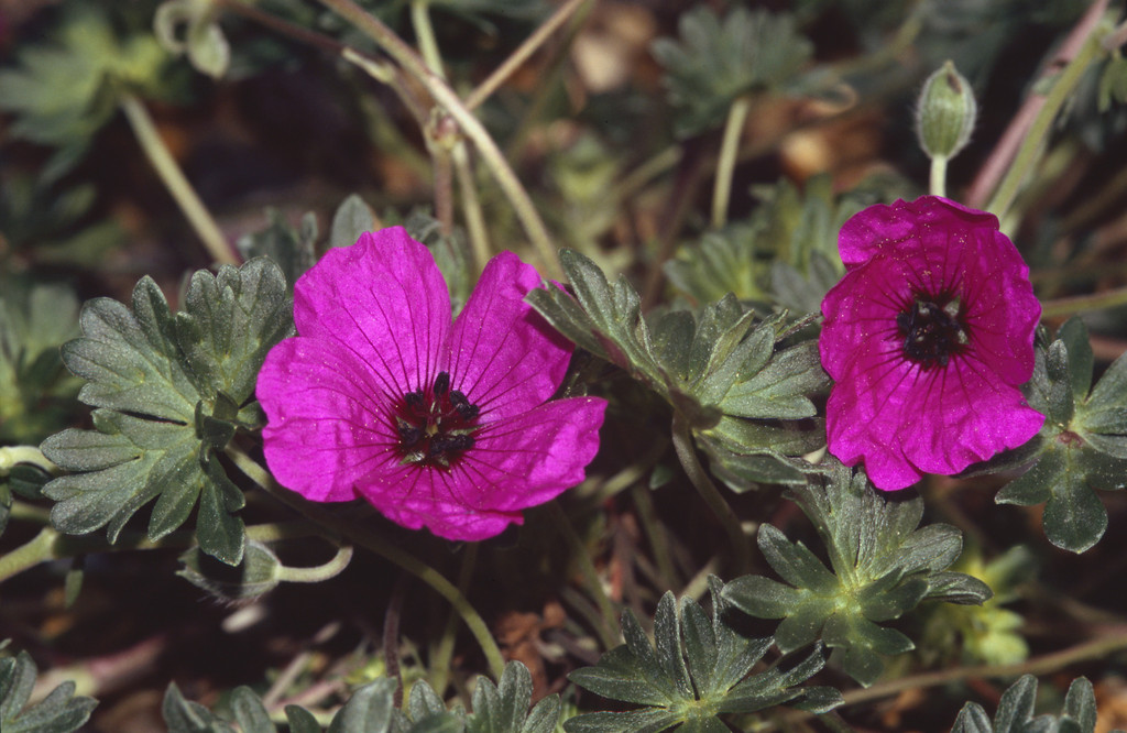grey cranesbill