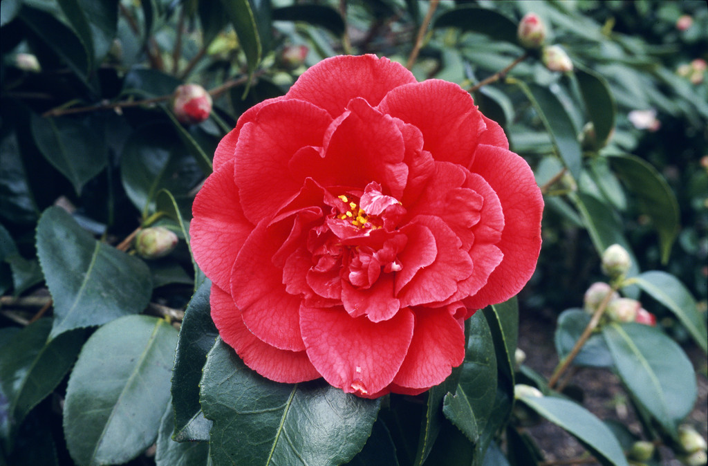 Camellia japonica 'Grand Prix'|camellia 'Grand Prix'/RHS Gardening