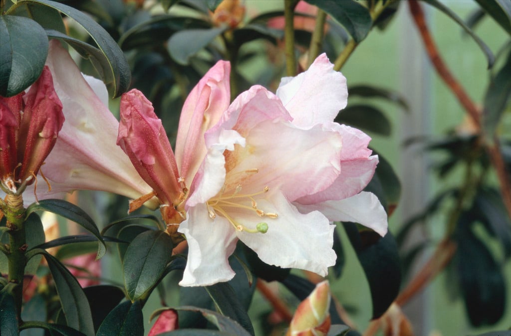 Lindley's rhododendron