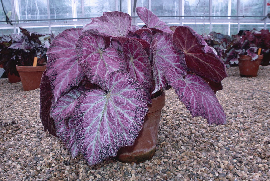begonia 'Roi de Roses'