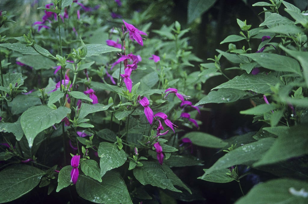 purple rice plant