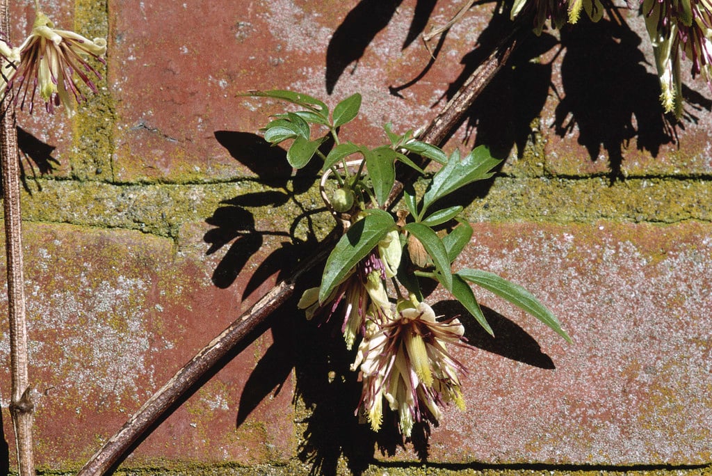 Nepal clematis