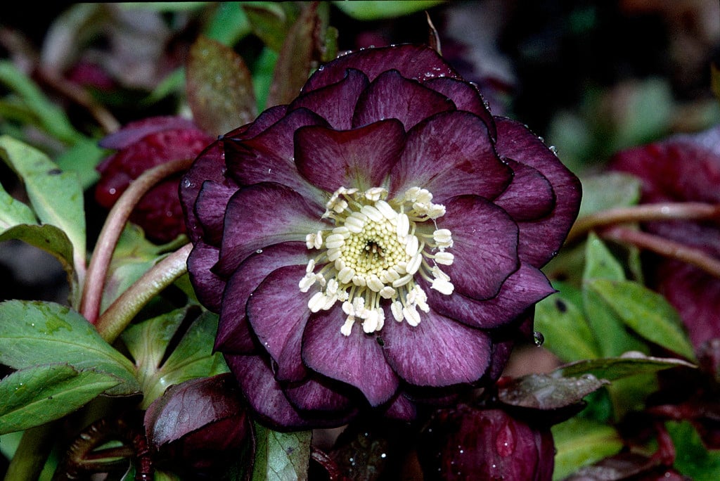 hellebore Ashwood Garden hybrids