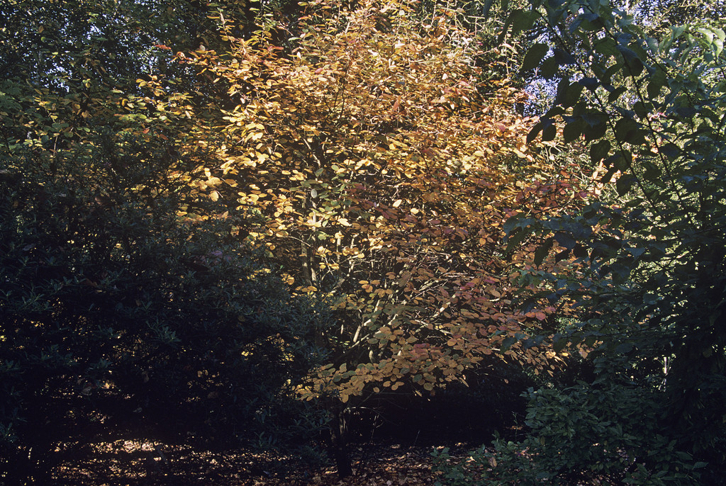 serviceberry