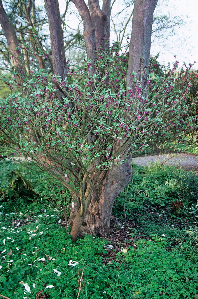 mezereon