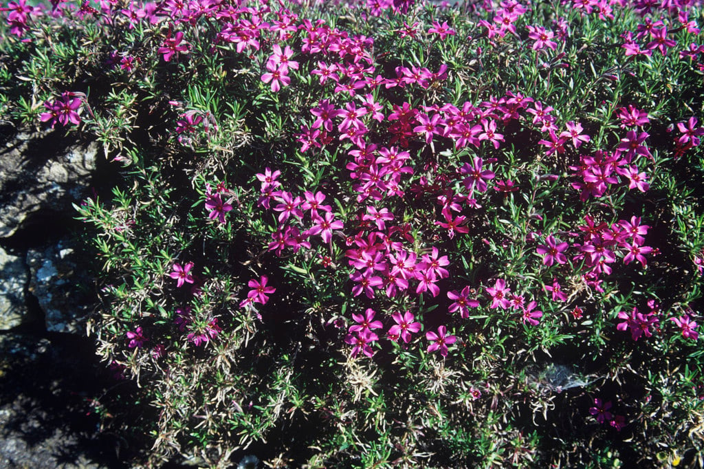 moss phlox 'Tamaongalei'