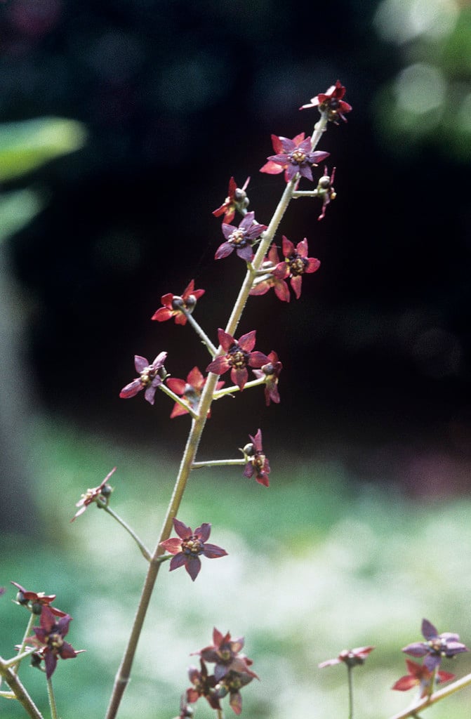 yellow root