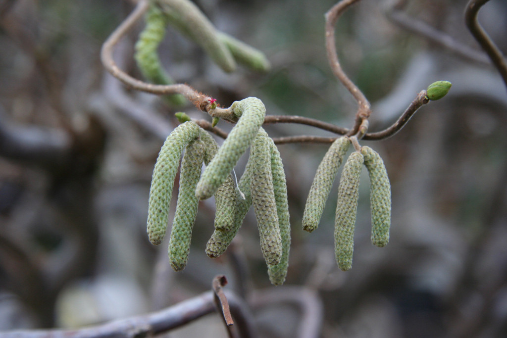 corkscrew hazel