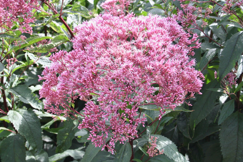 eupatorium 'Riesenschirm'