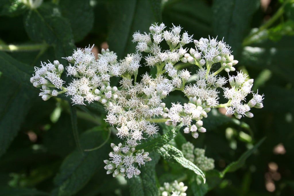 Eupatorium perfoliatum | American boneset Herbaceous Perennial/RHS ...