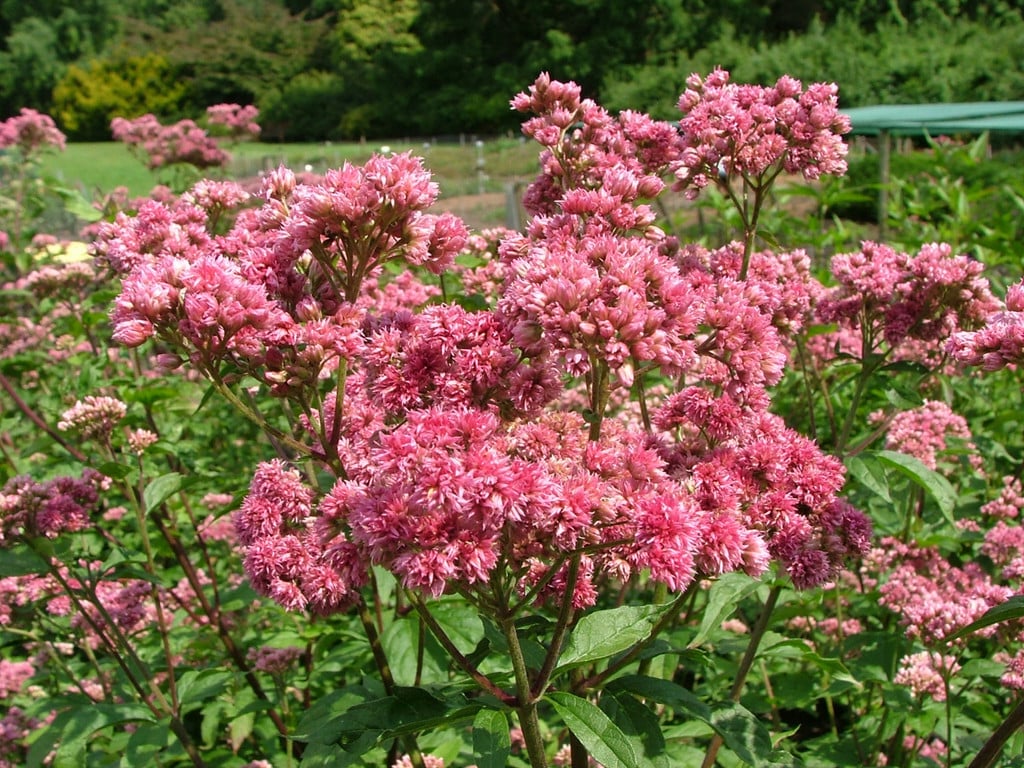 double-flowered hemp agrimony