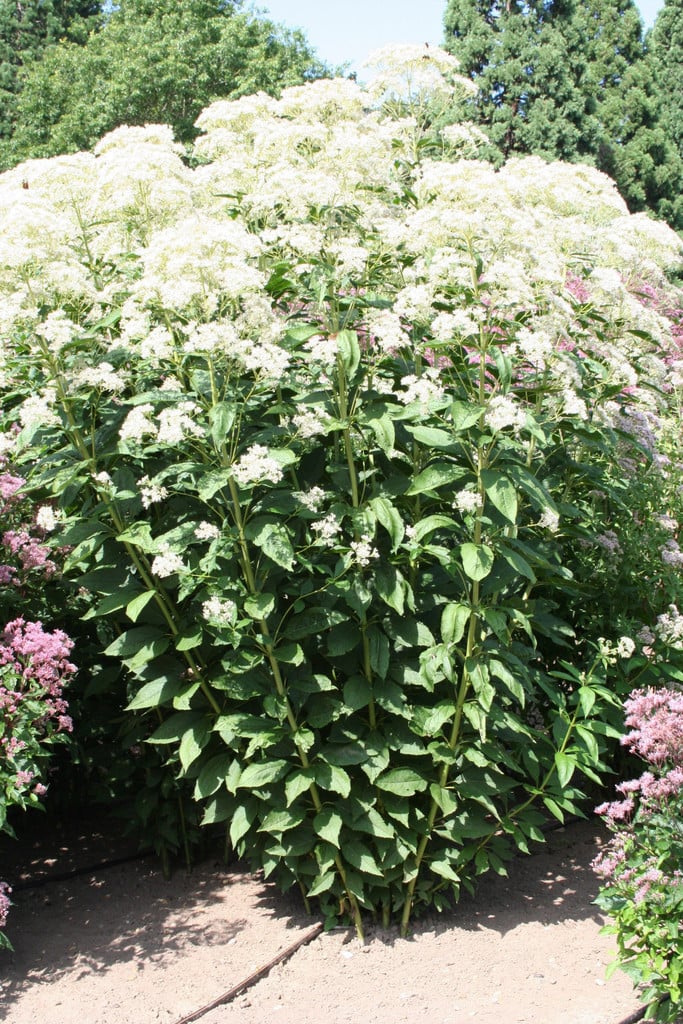 eupatorium 'Bartered Bride'