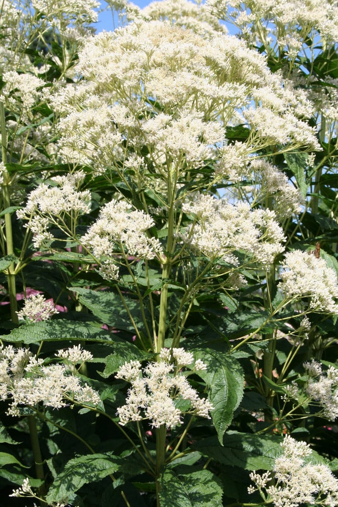 eupatorium 'Bartered Bride'