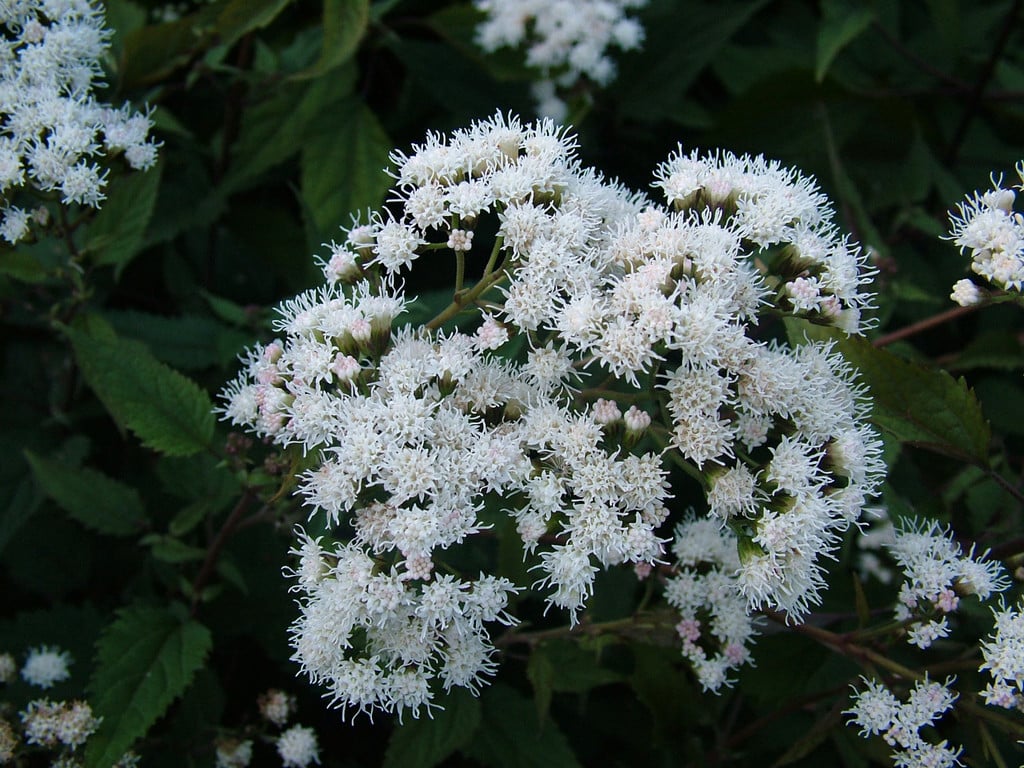 snakeroot 'Chocolate'
