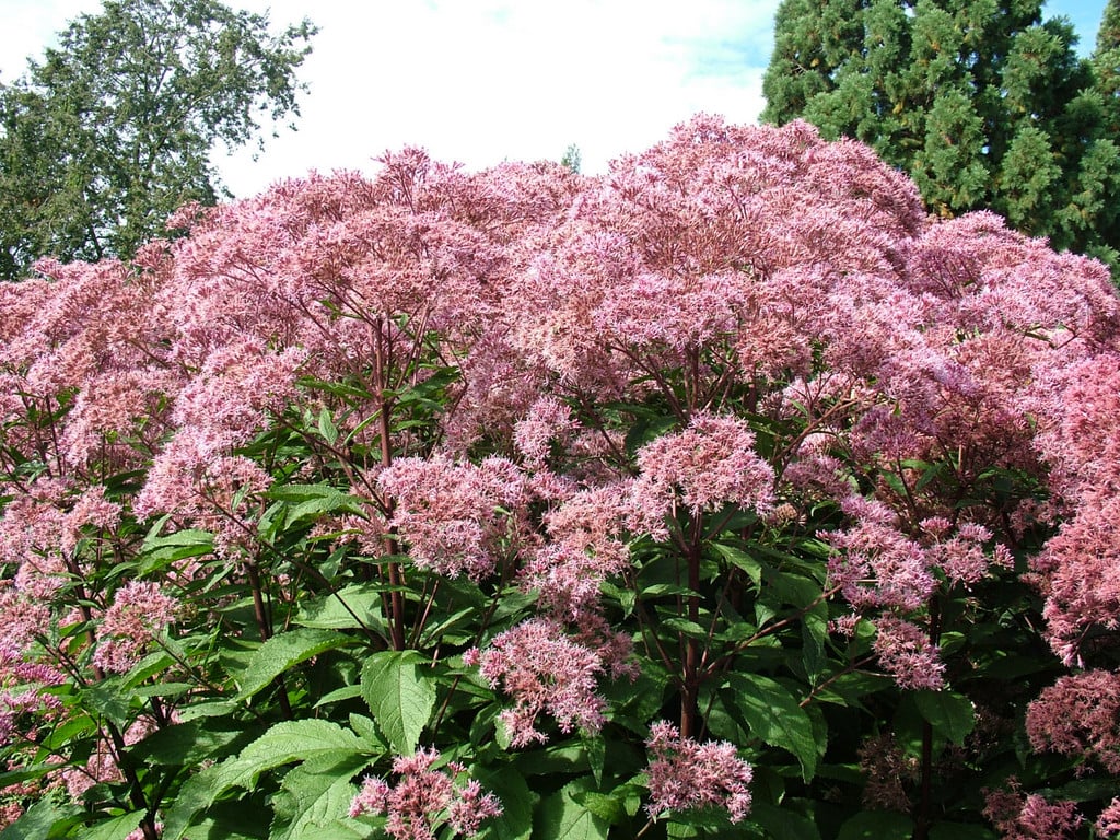 eupatorium 'Orchard Dene'