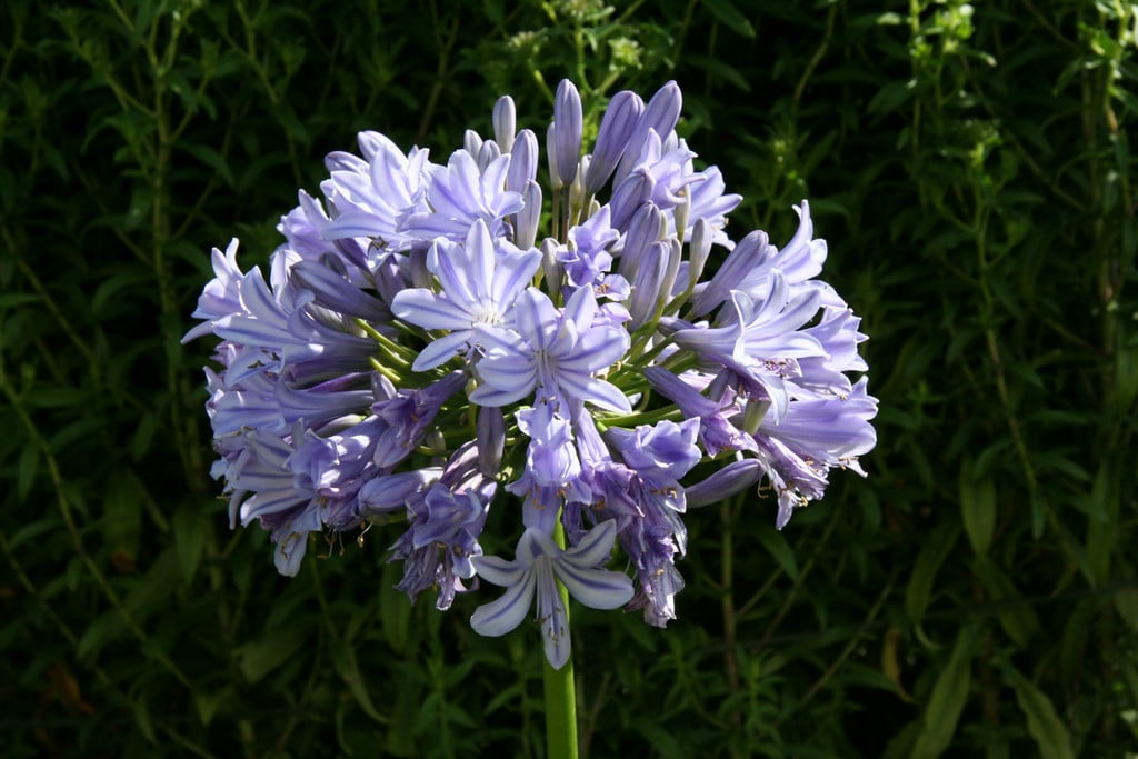 African lily 'Glen Avon'