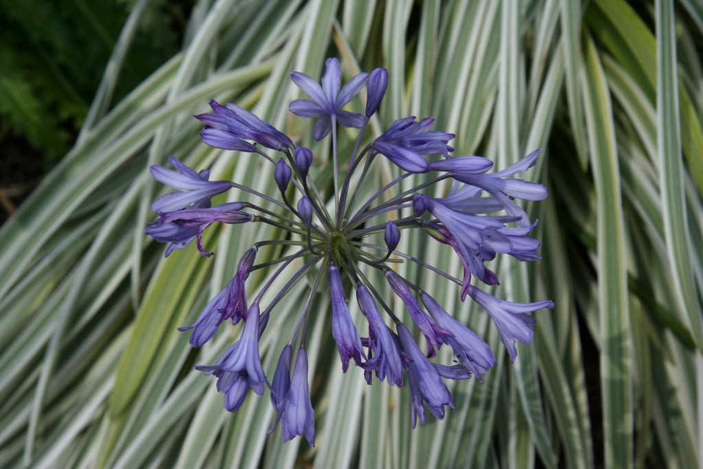 African lily [Silver Moon]