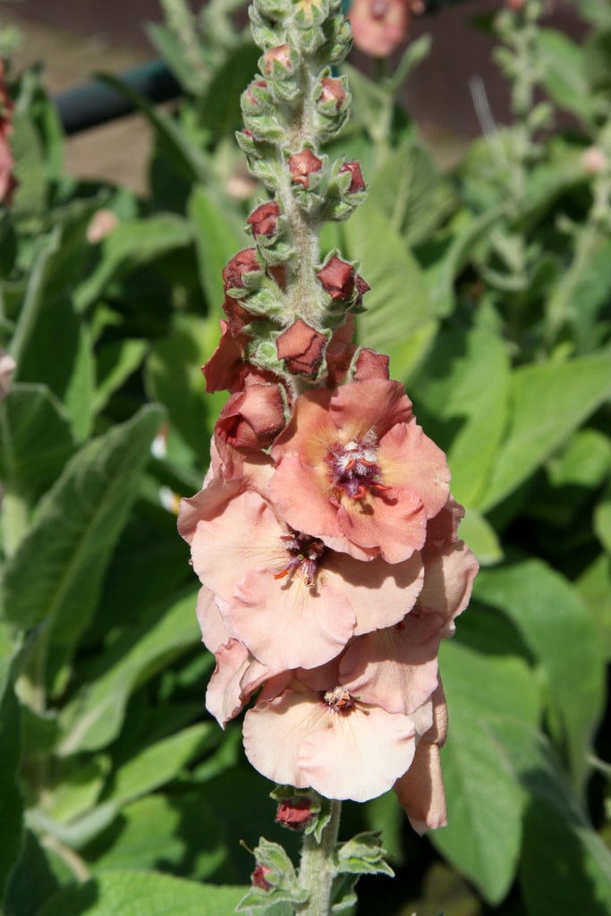 mullein 'Helen Johnson'