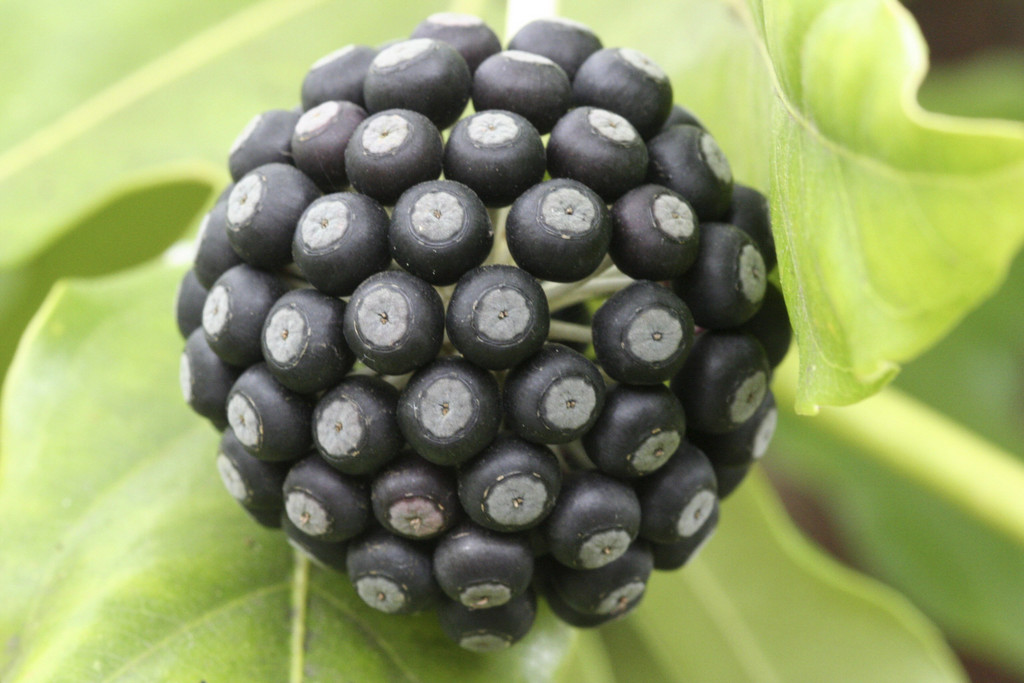 Japanese aralia