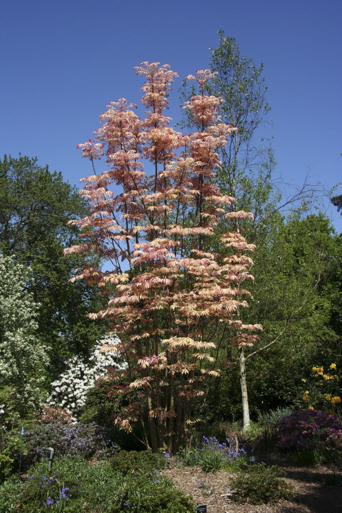 Toona sinensis 'Flamingo' (v) | Chinese cedar 'Flamingo'/RHS Gardening