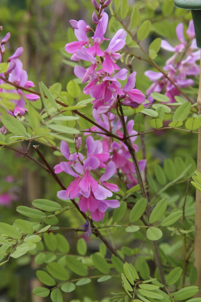 Himalayan indigo 'Silk Road'