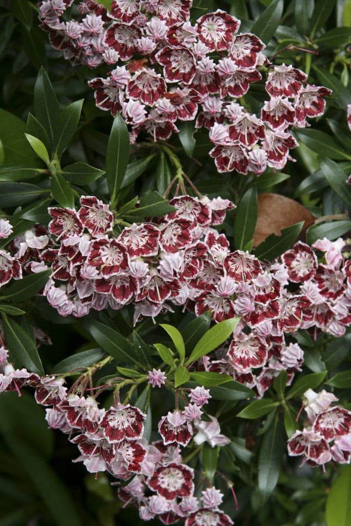 mountain laurel 'Minuet'