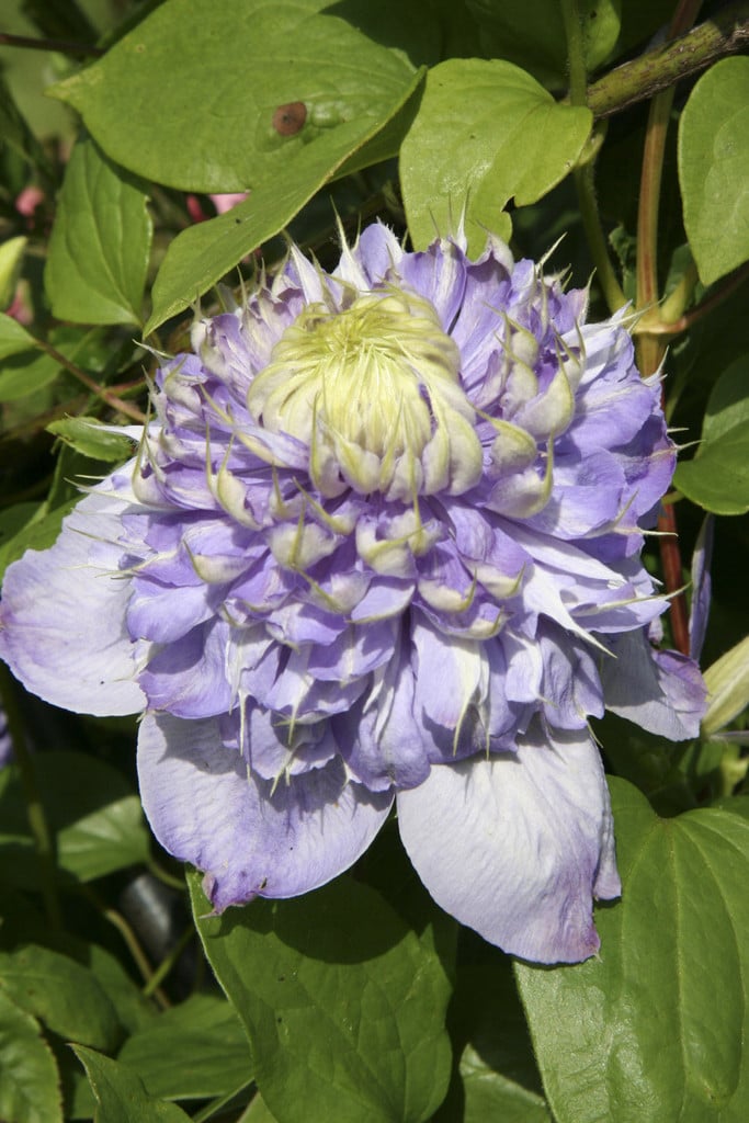 clematis 'Blue Light'