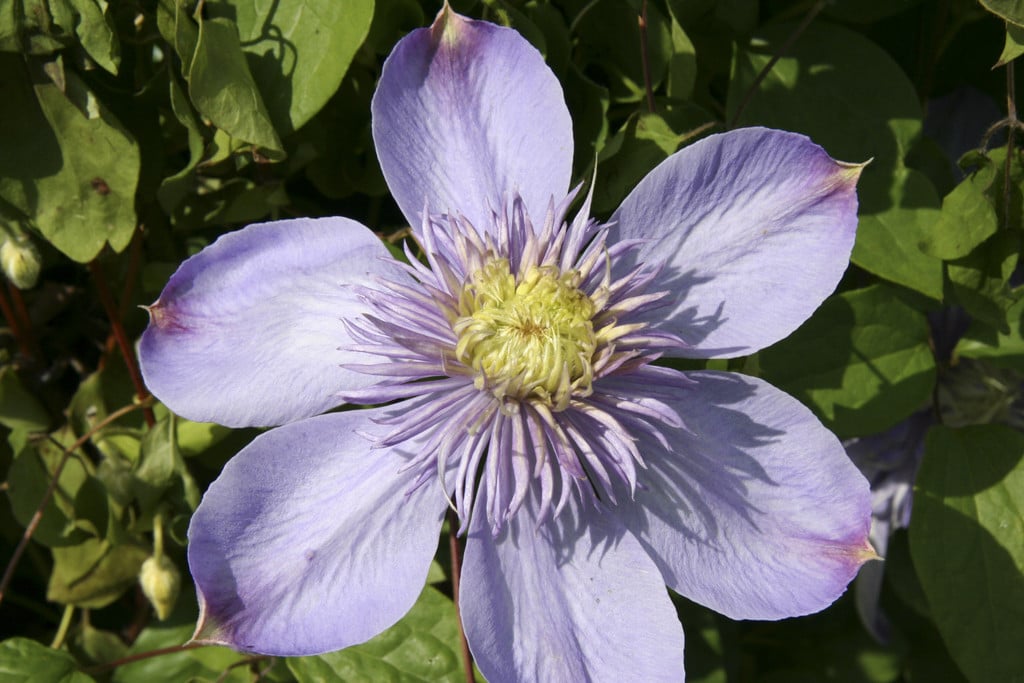 clematis 'Blue Light'