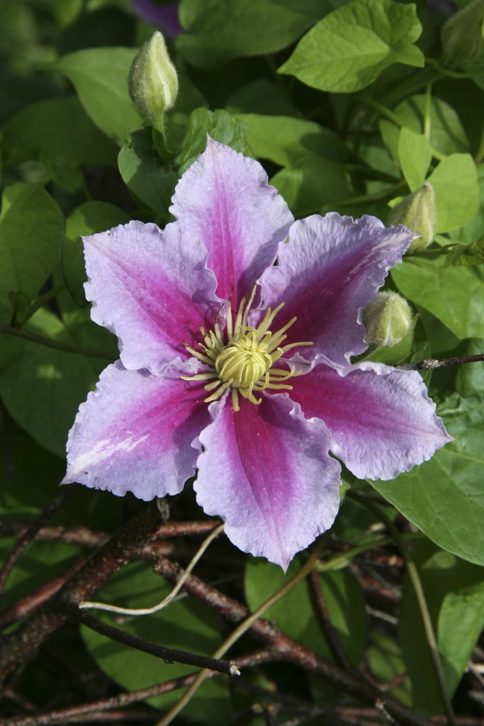 clematis 'Piilu'