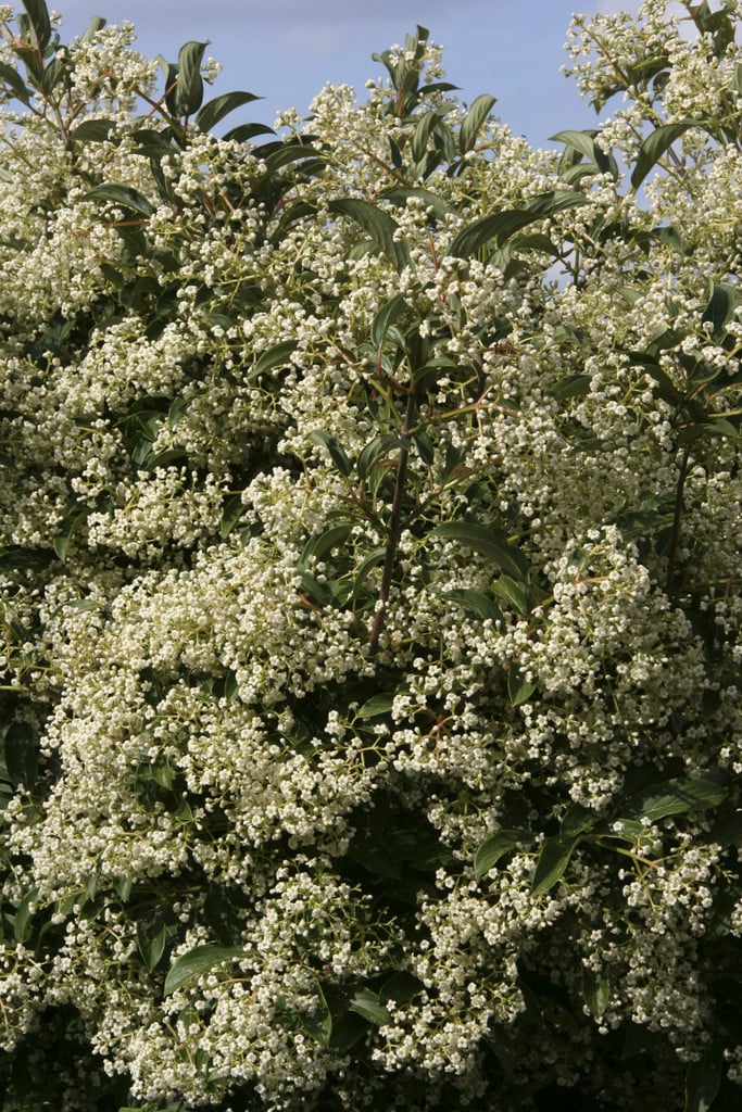 arrowwood 'Winton'