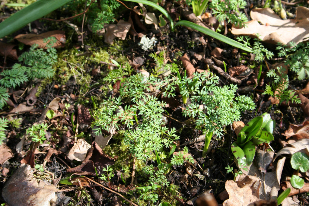 pignut