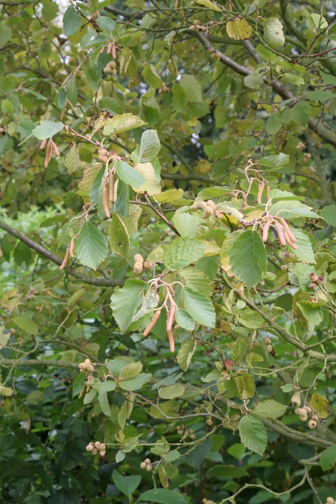 grey alder 'Aurea'