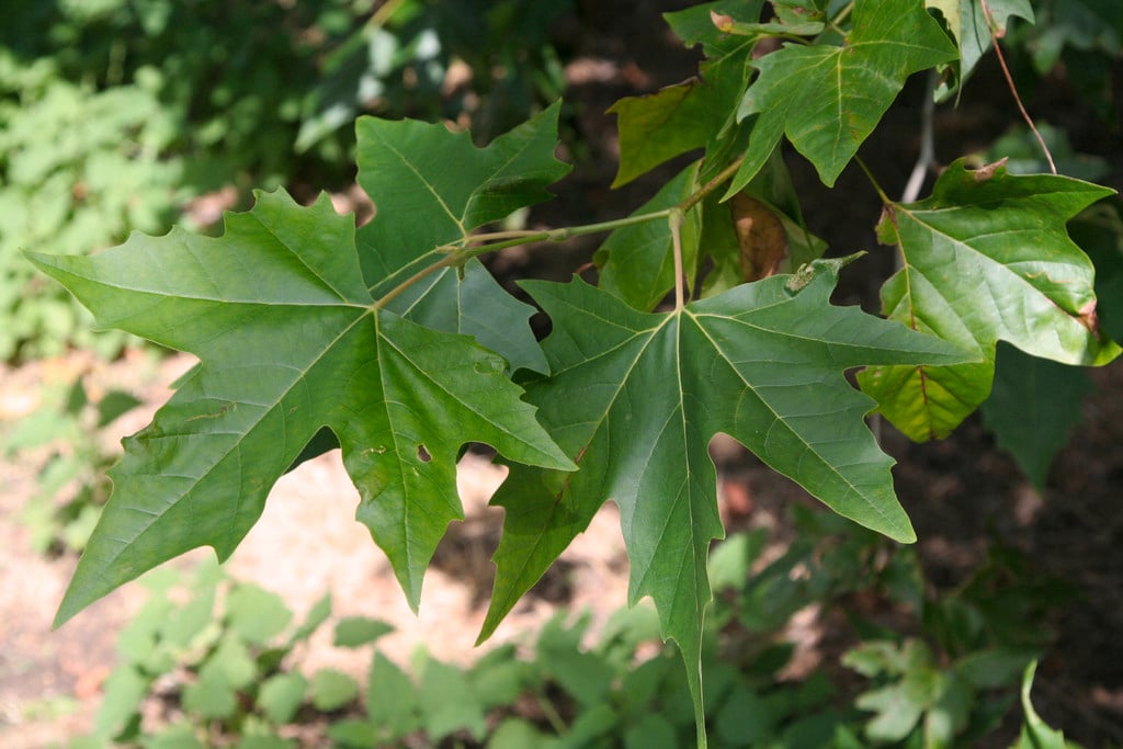 London plane