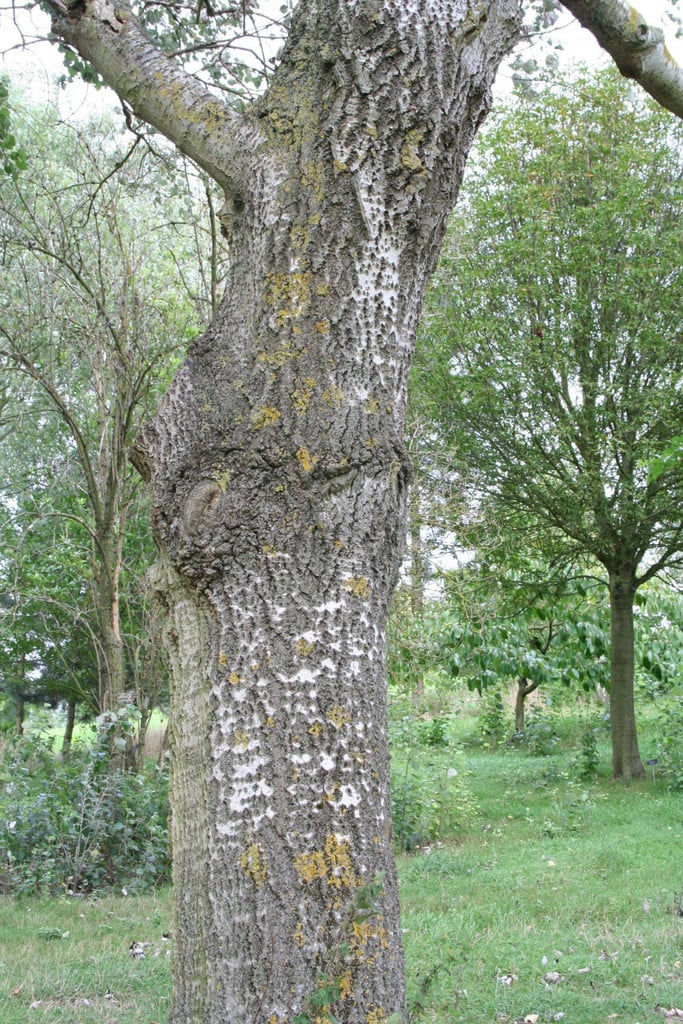 white poplar