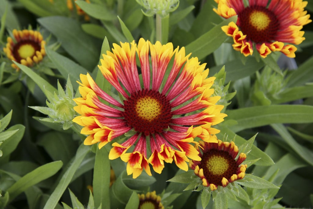 blanketflower 'Fanfare'