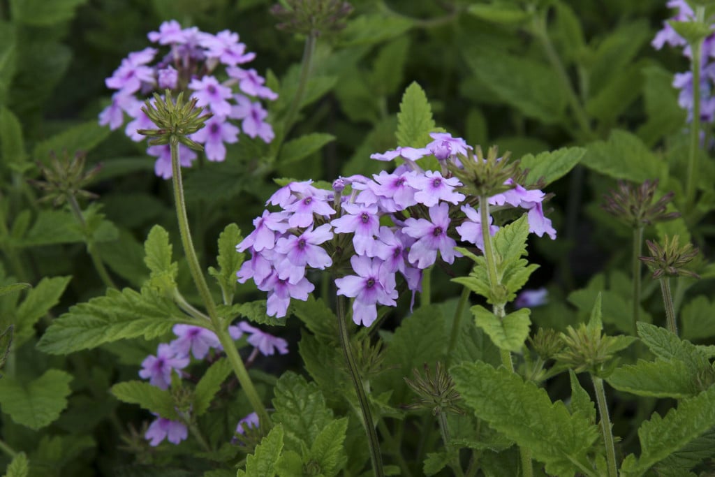 vervain [Seabrook's Lavender]