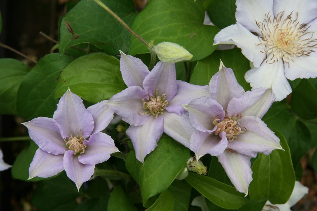 clematis [Angelique]