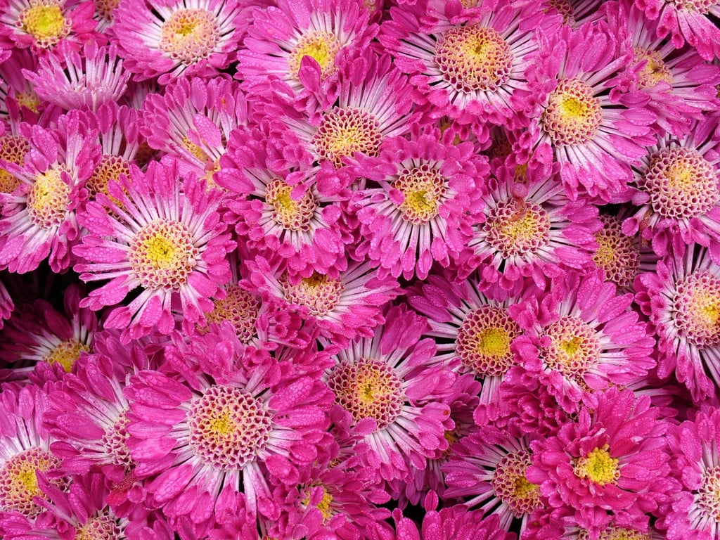 Chrysanthemum &Syllabub& (21f) | chrysanthemum &Syllabub& Conservatory ...