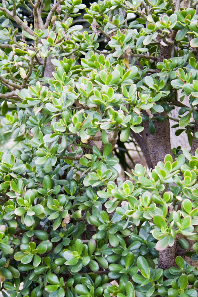jade plant 'Hummel's Sunset'