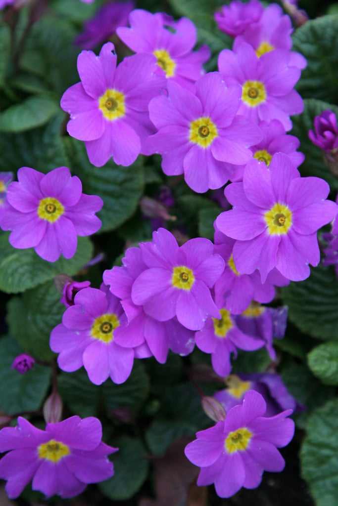 primula 'Theodora'