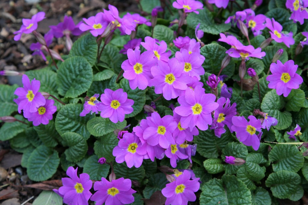 primula 'Theodora'