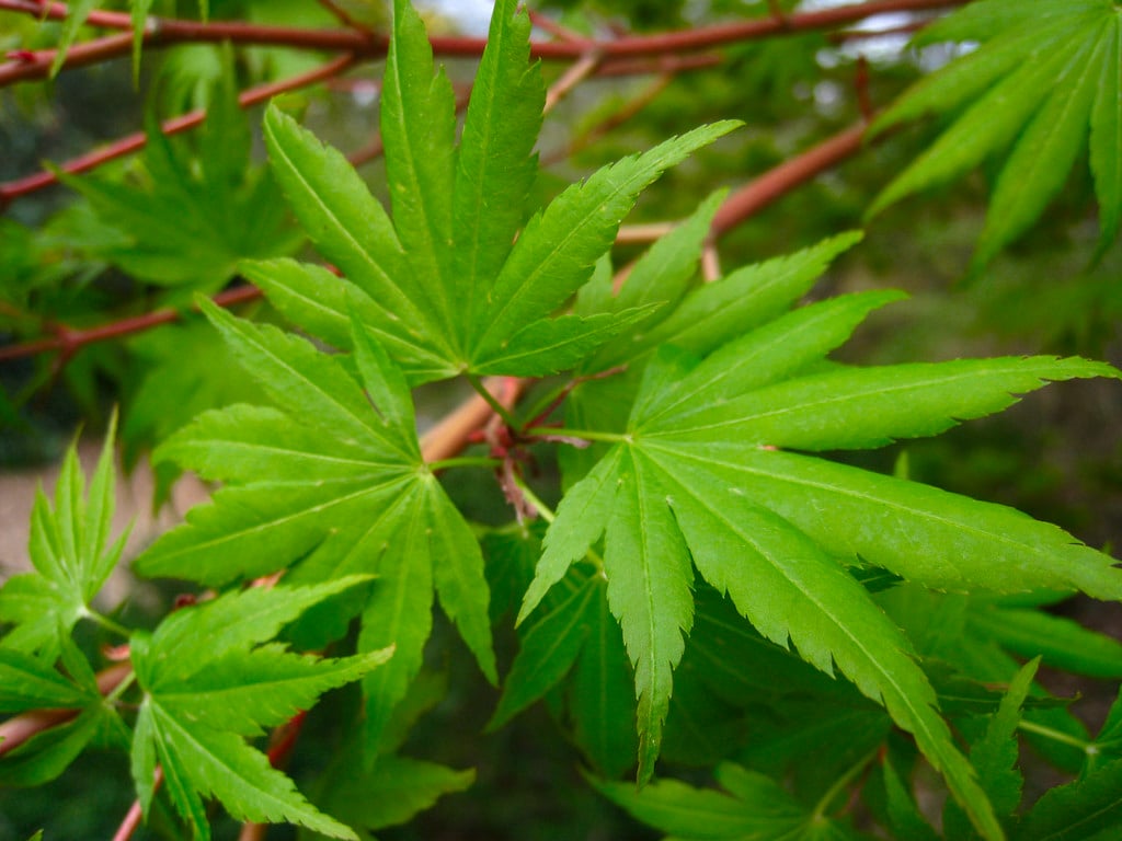 coral-bark maple