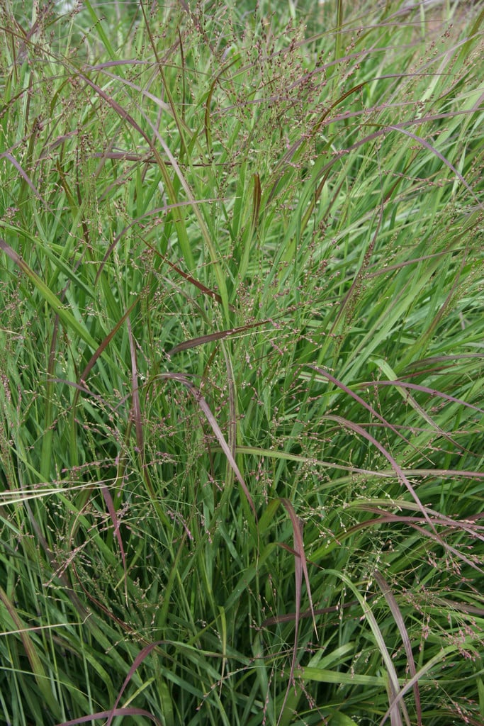 Panicum virgatum &Shenandoah& | switch grass &Shenandoah& Grass Like ...