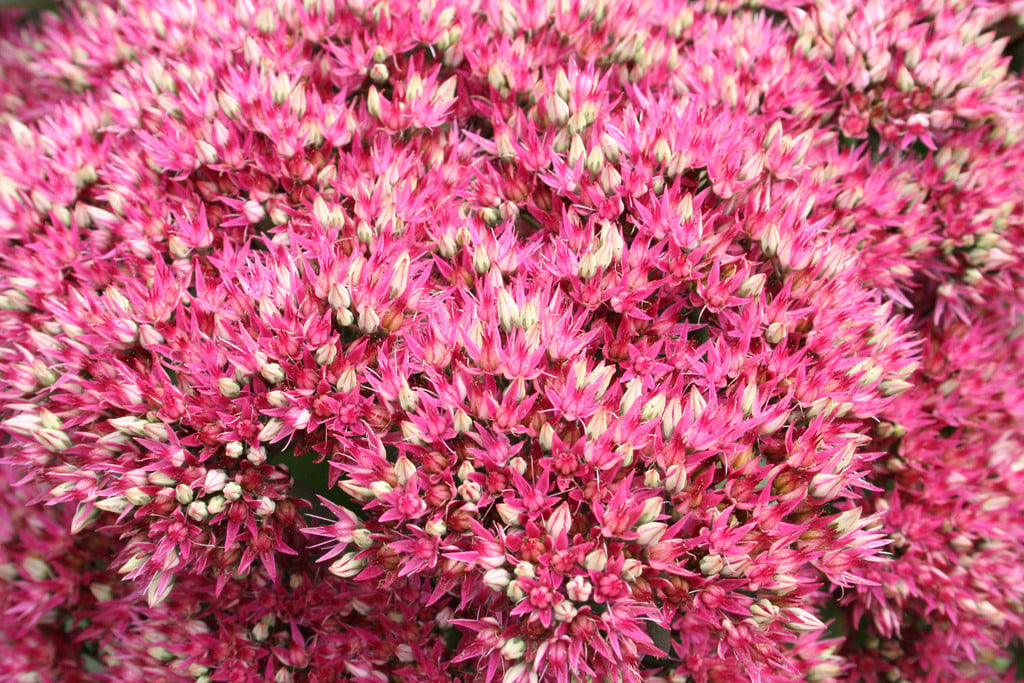 stonecrop 'Class Act'