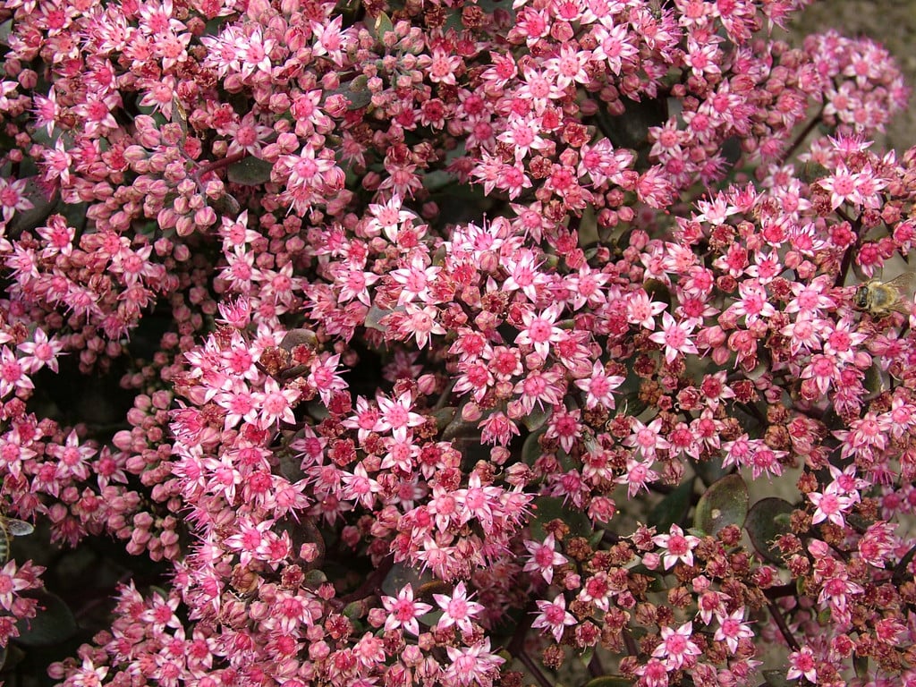 stonecrop 'Vera Jameson'