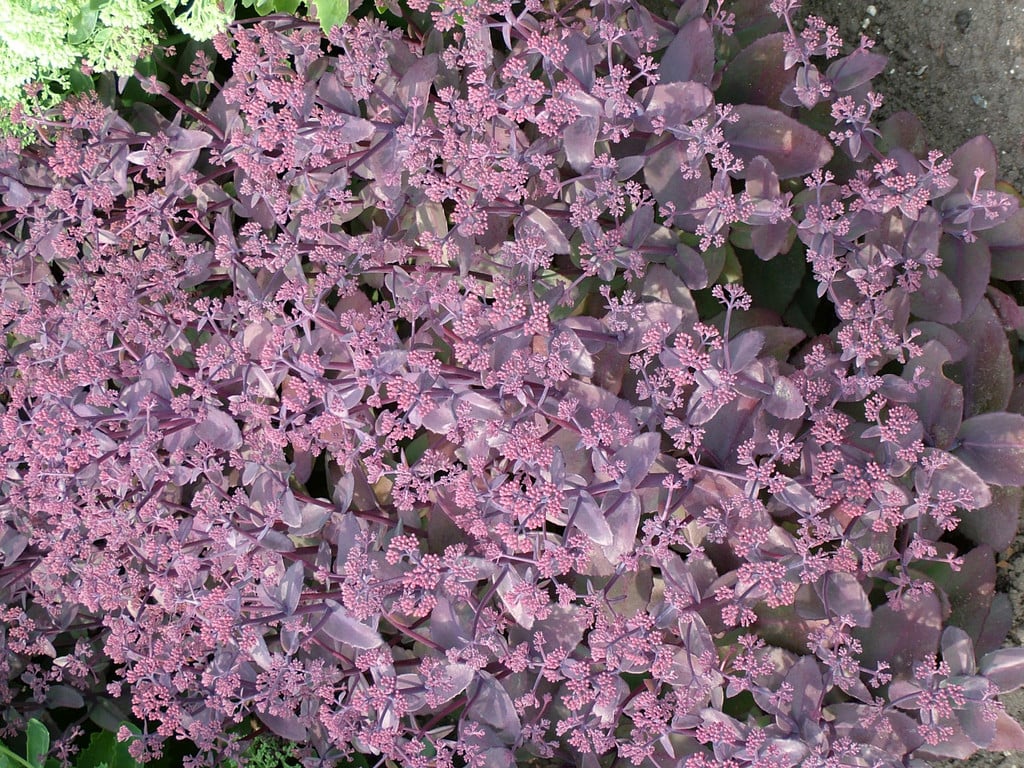 orpine 'Karfunkelstein'