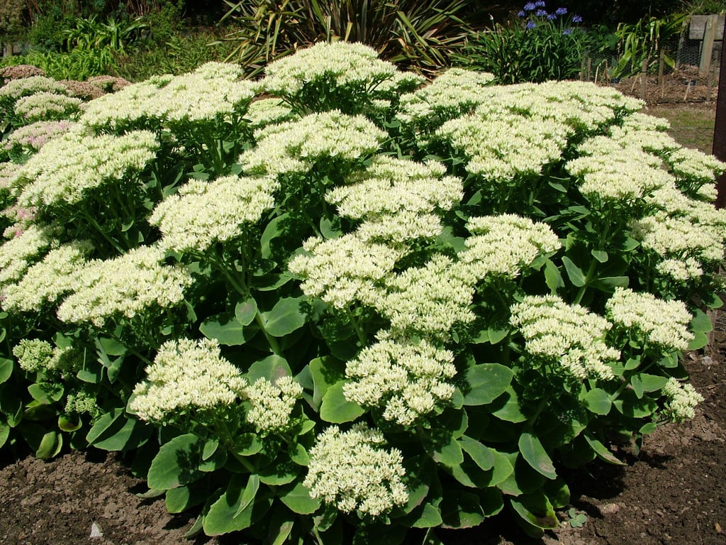 ice plant 'Stardust'