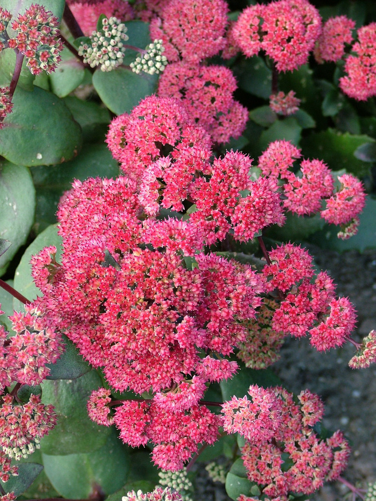 stonecrop 'Red Cauli'