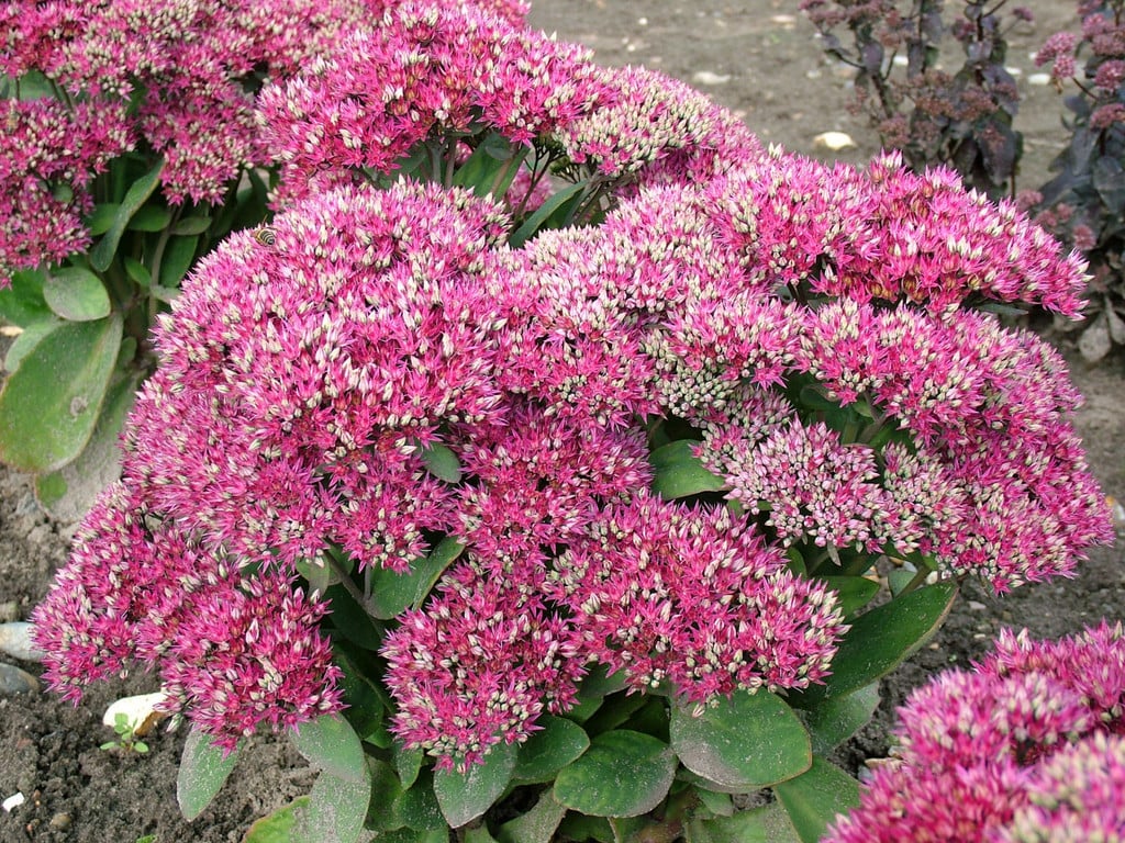 stonecrop 'Class Act'