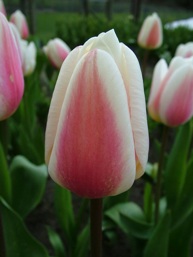 tulip 'Belle du Monde'